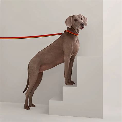 hermes dog toy|hermes dog leash.